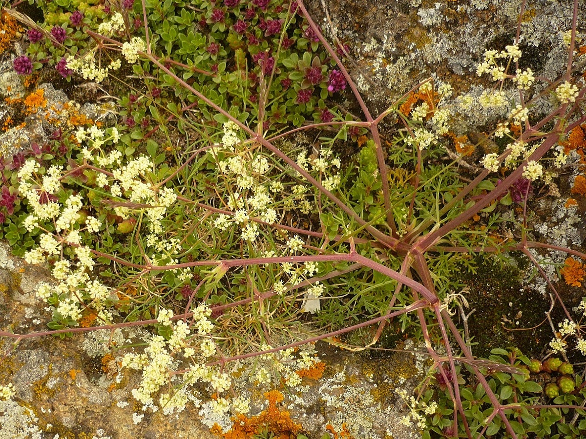 Trinia glauca subsp. glauca var. glauca (Apiaceae)